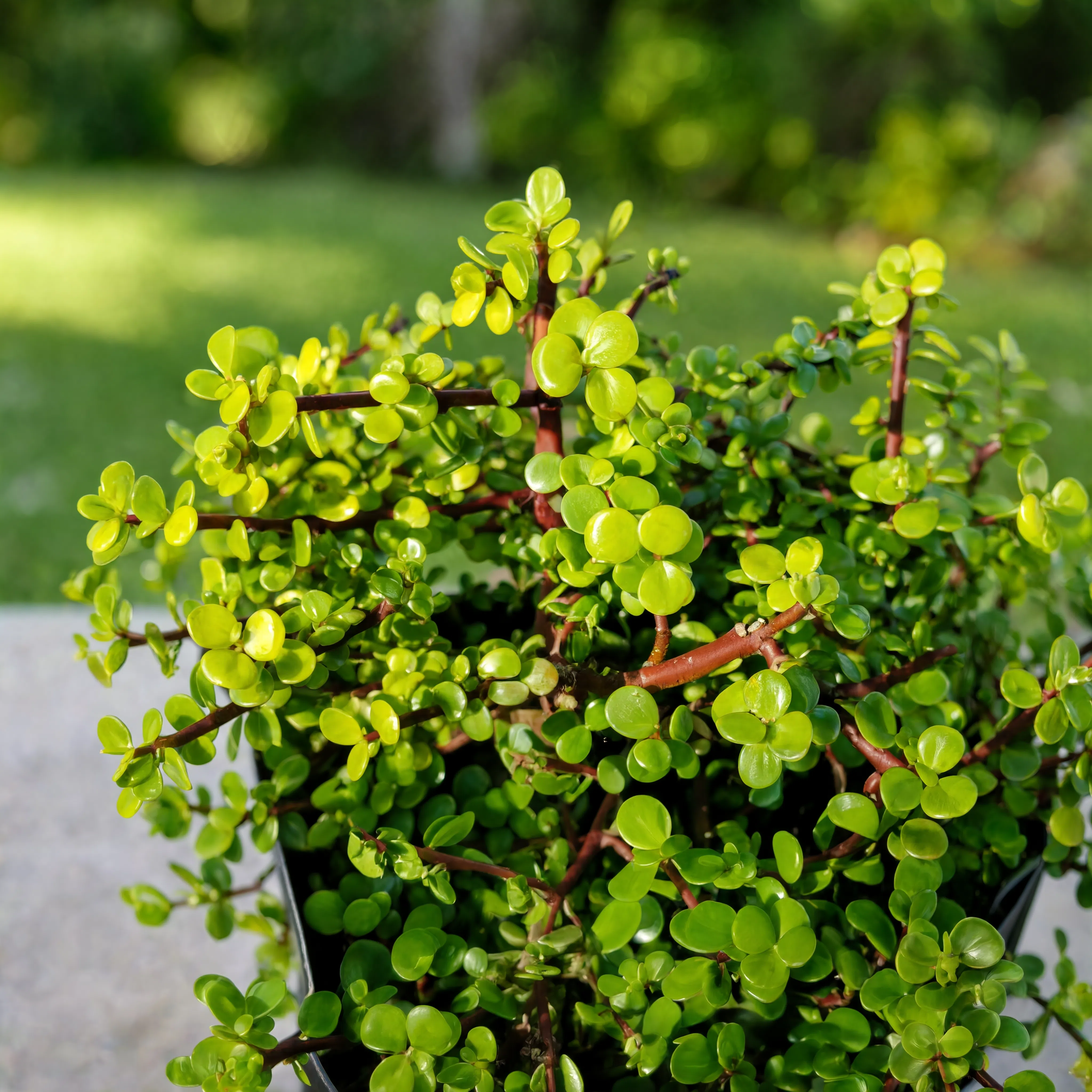 Outdoor Jade Plant (Portulacaria afra) succulent with bright green leaves and reddish stems in a nursery pot for landscaping in Dubai, UAE