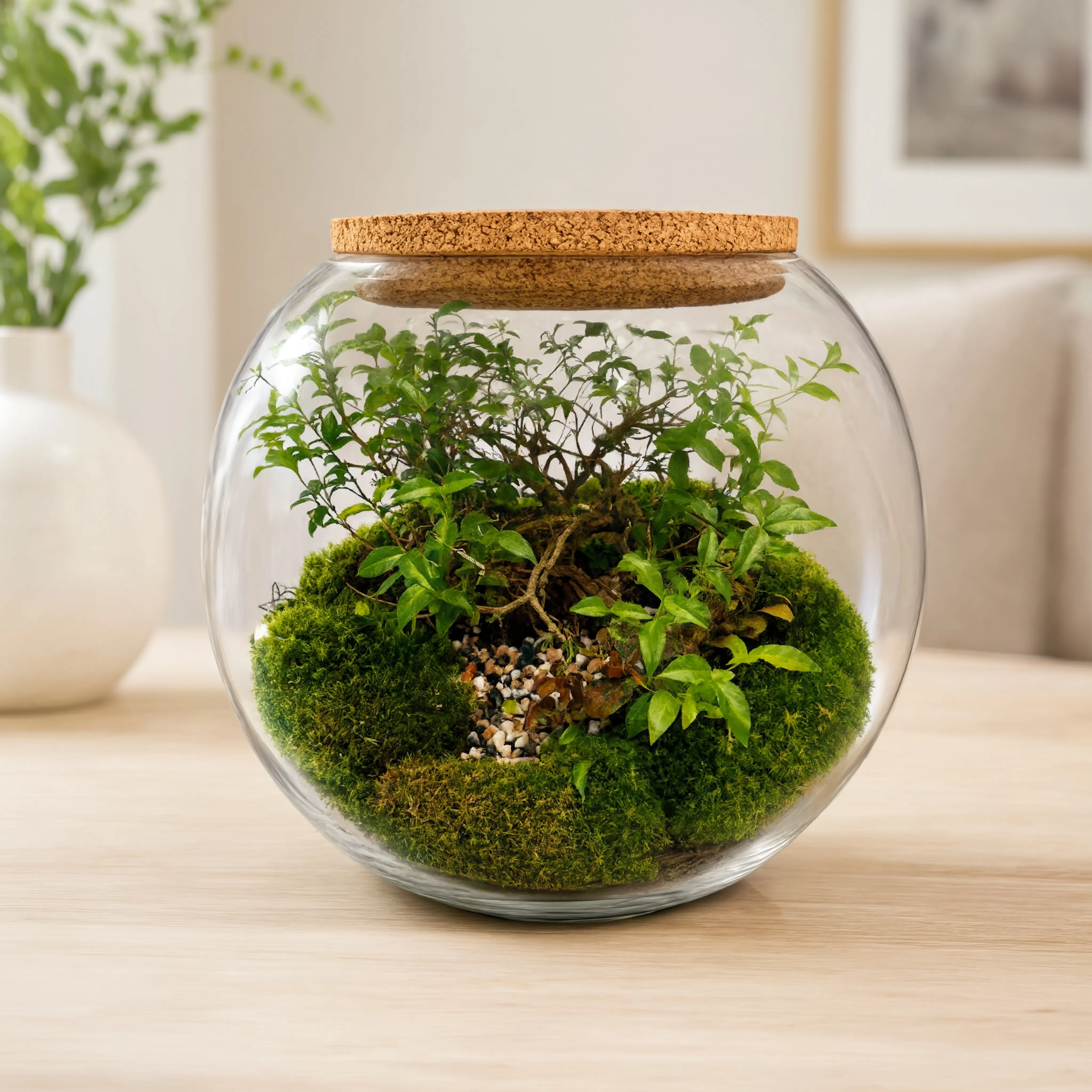 Premium handmade bonsai forest terrarium in a round glass bowl with cork lid, featuring miniature bonsai plants, natural moss, and decorative pebbles.