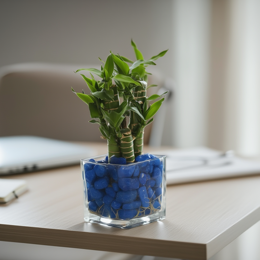 Mini Lucky Bamboo Hydroponic Plant in Square Glass Vase with Blue Pebbles – Feng Shui Desk Plant | Good Luck Indoor Plant