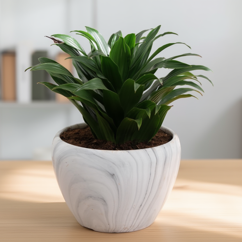 Dracaena Compacta in Marble Finish Pot – Indoor Table Plant
