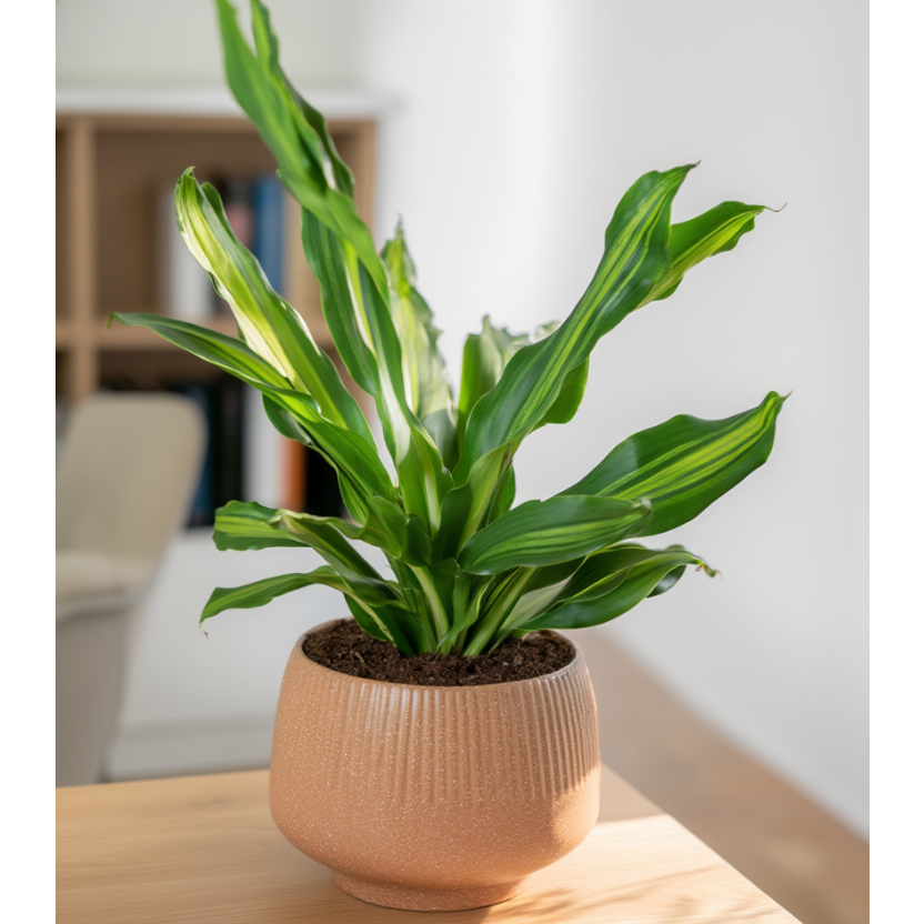 Dracaena Lemon Lime in Textured Ceramic Pot – Indoor Decorative Plant