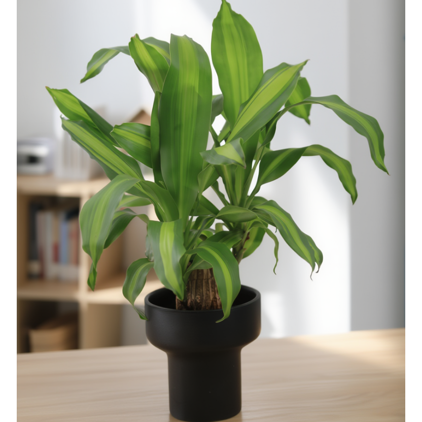 Dracaena Lemon Lime Cane in Black Designer Pot – Indoor Plant