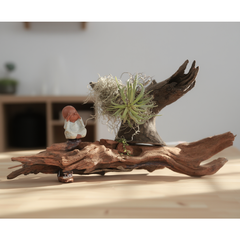 Tillandsia Air Plant Driftwood Arrangement – Artistic Table Décor