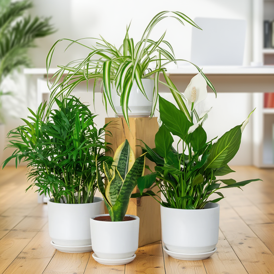 Three potted plants on a wooden floor with a blurred background