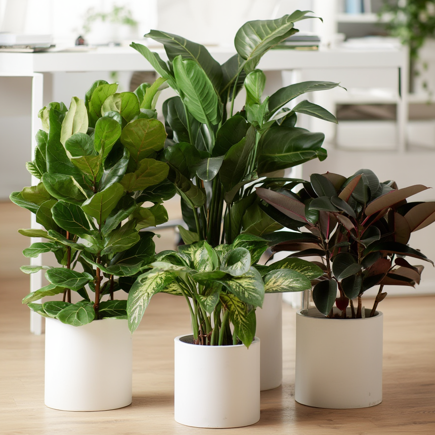 Indoor Plant Bundle Set of 4 – Fiddle Leaf Fig, Rubber Plant, Bird of Paradise & Dieffenbachia