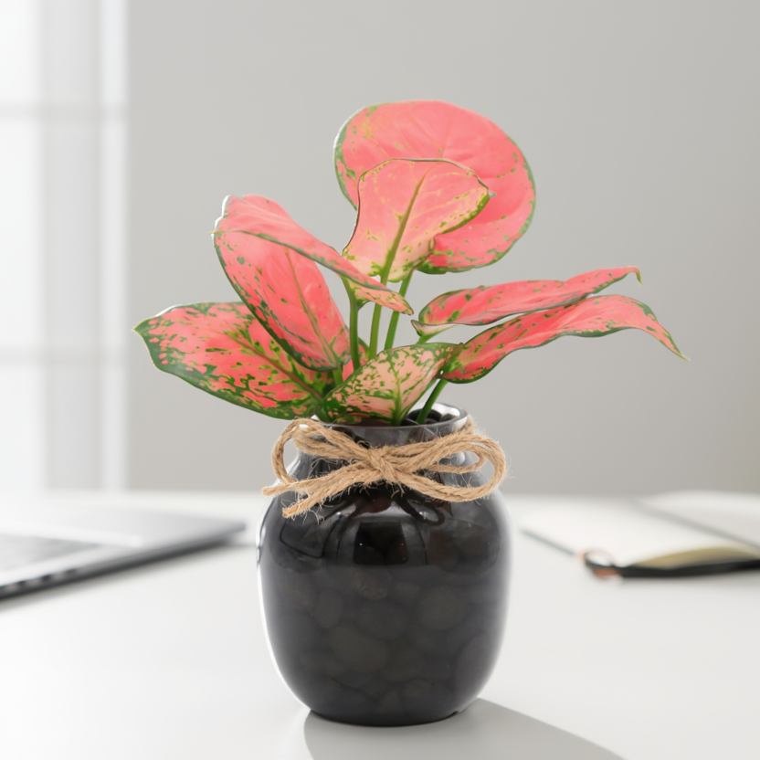 Pink Aglaonema Hydroponic Indoor Plant in Decorative Glass Pot – Chinese Evergreen Desk Plant