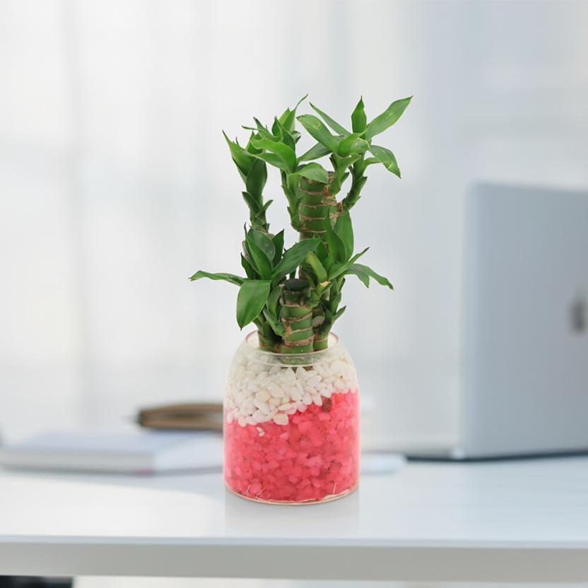 Lucky Bamboo Hydroponic Indoor Plant in Decorative Glass Vase – Feng Shui Good Luck Desk Plant with Pebbles