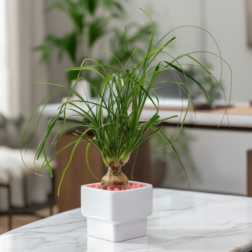 Mini Ponytail Palm Bonsai in White Ceramic Planter – Elegant Indoor Tabletop Plant