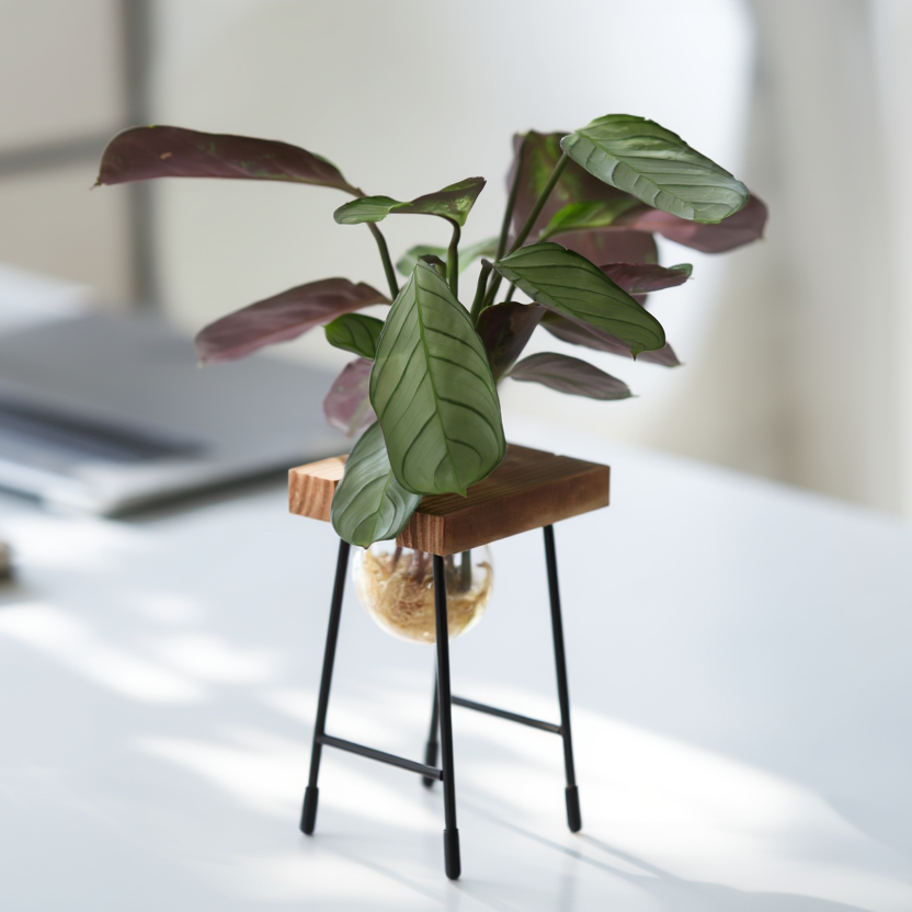 Hydroponic Calathea Plant in Wooden Stand Glass Vase – Elegant Indoor Desk Plant | Modern Home & Office Decor
