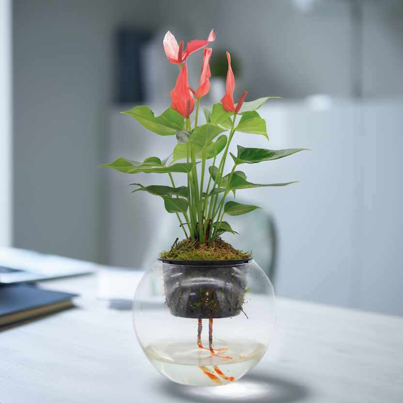 Hydroponic Anthurium Plant in Glass Bowl – Elegant Indoor Flowering Plant | Modern Home & Office Decor UAE