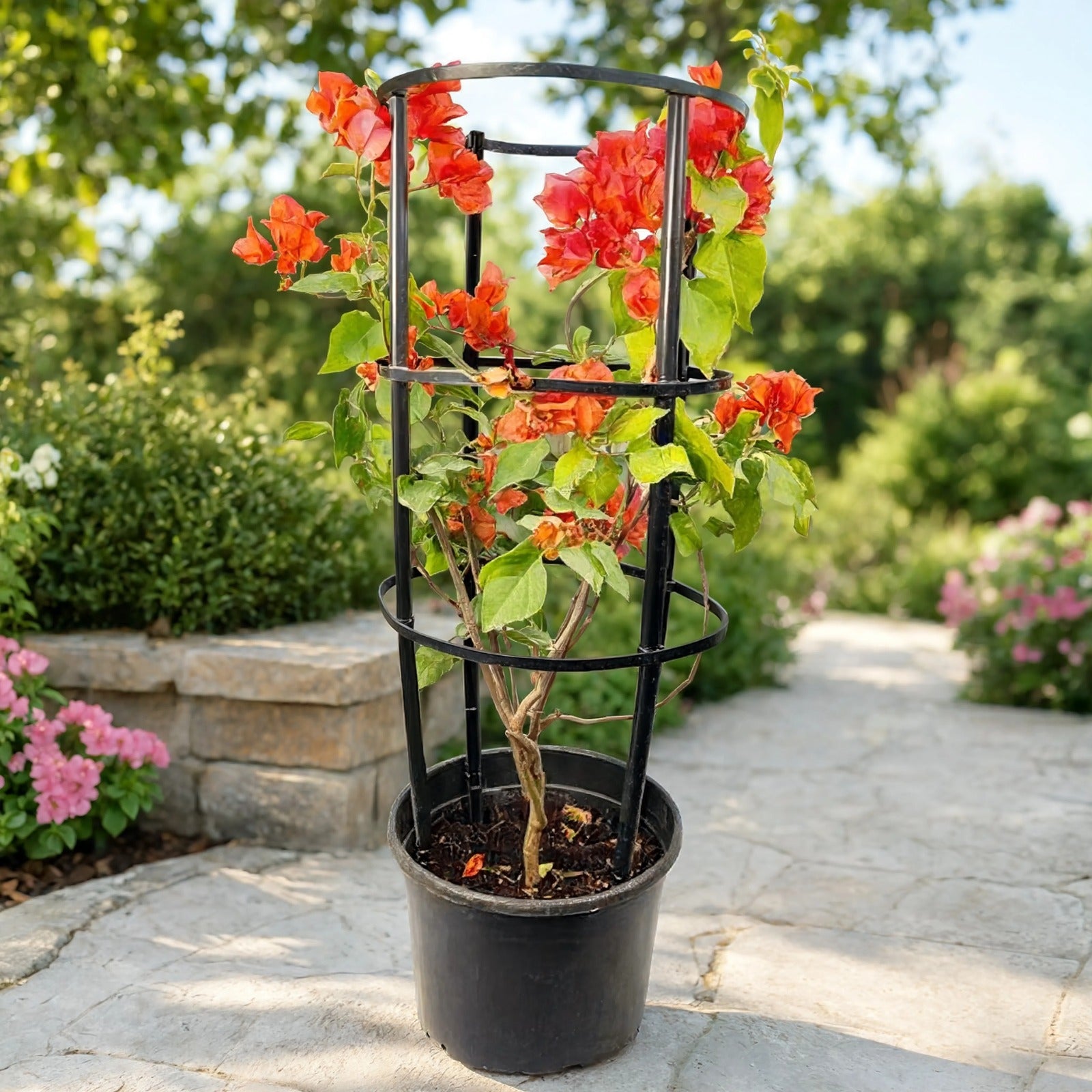 Bougainvillea Orange