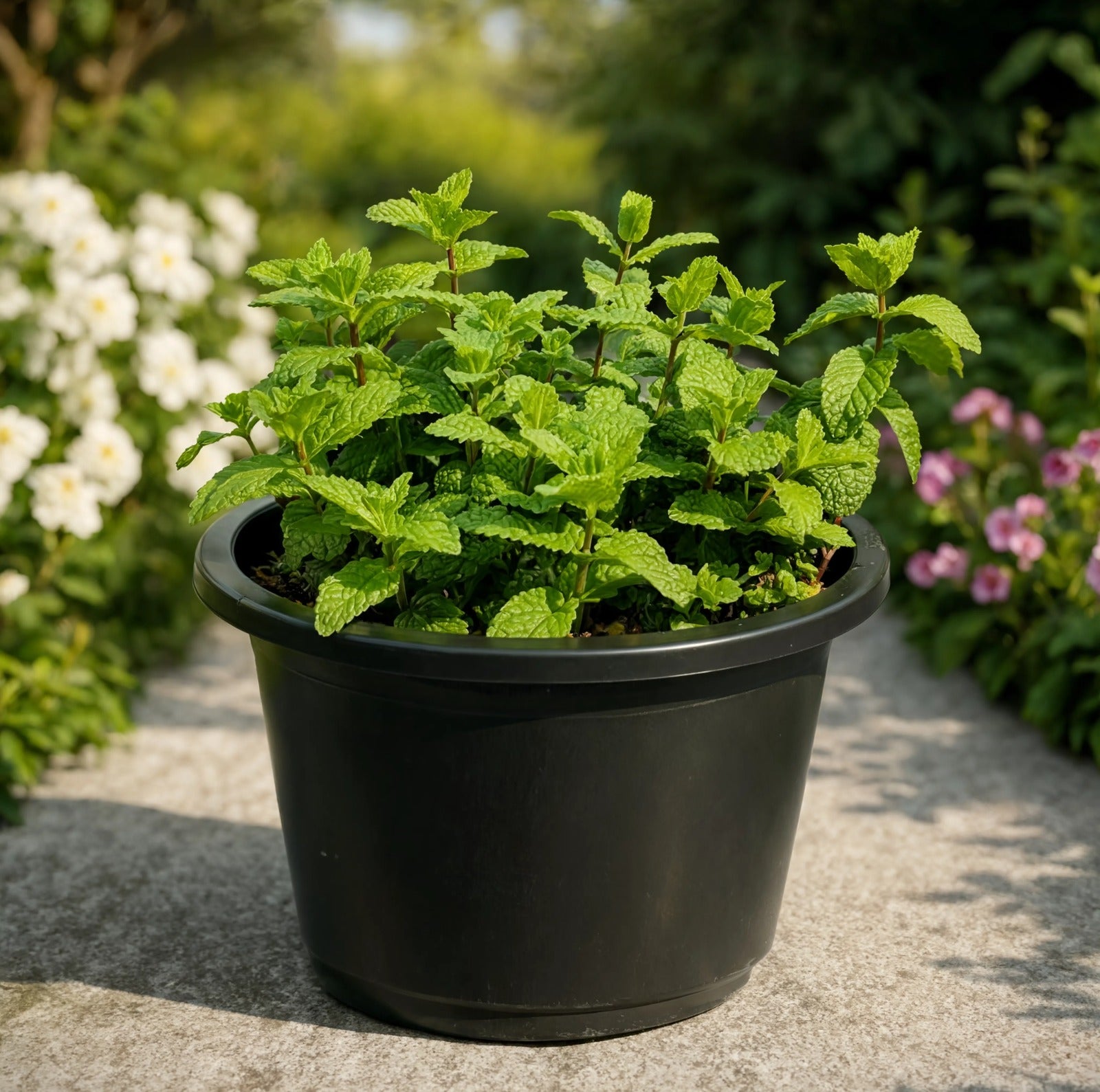 Mint Plant (Spearmint) | Mentha spicata