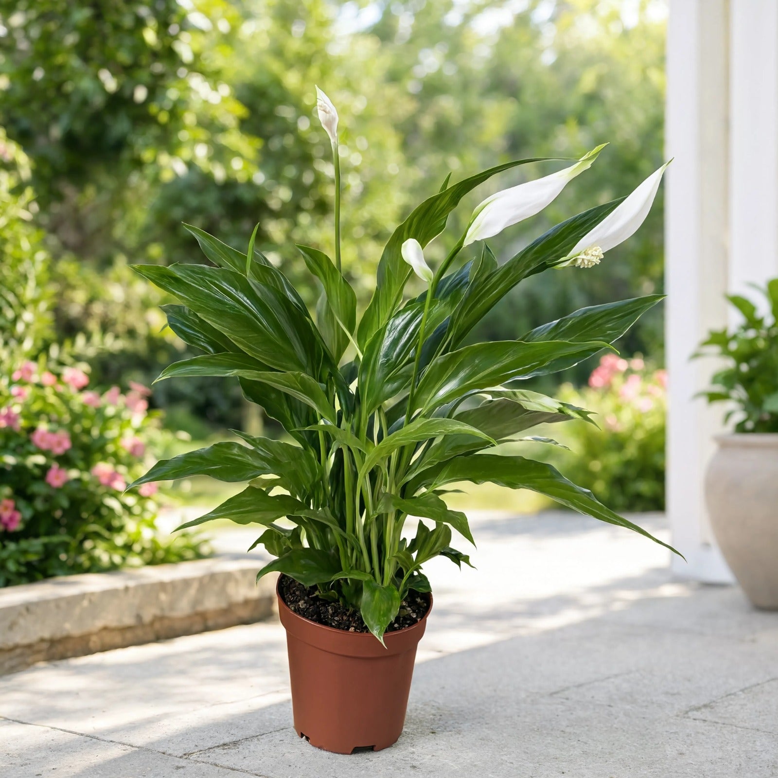 Peace Lily (Spathiphyllum) | Indoor Air Purifying Plant