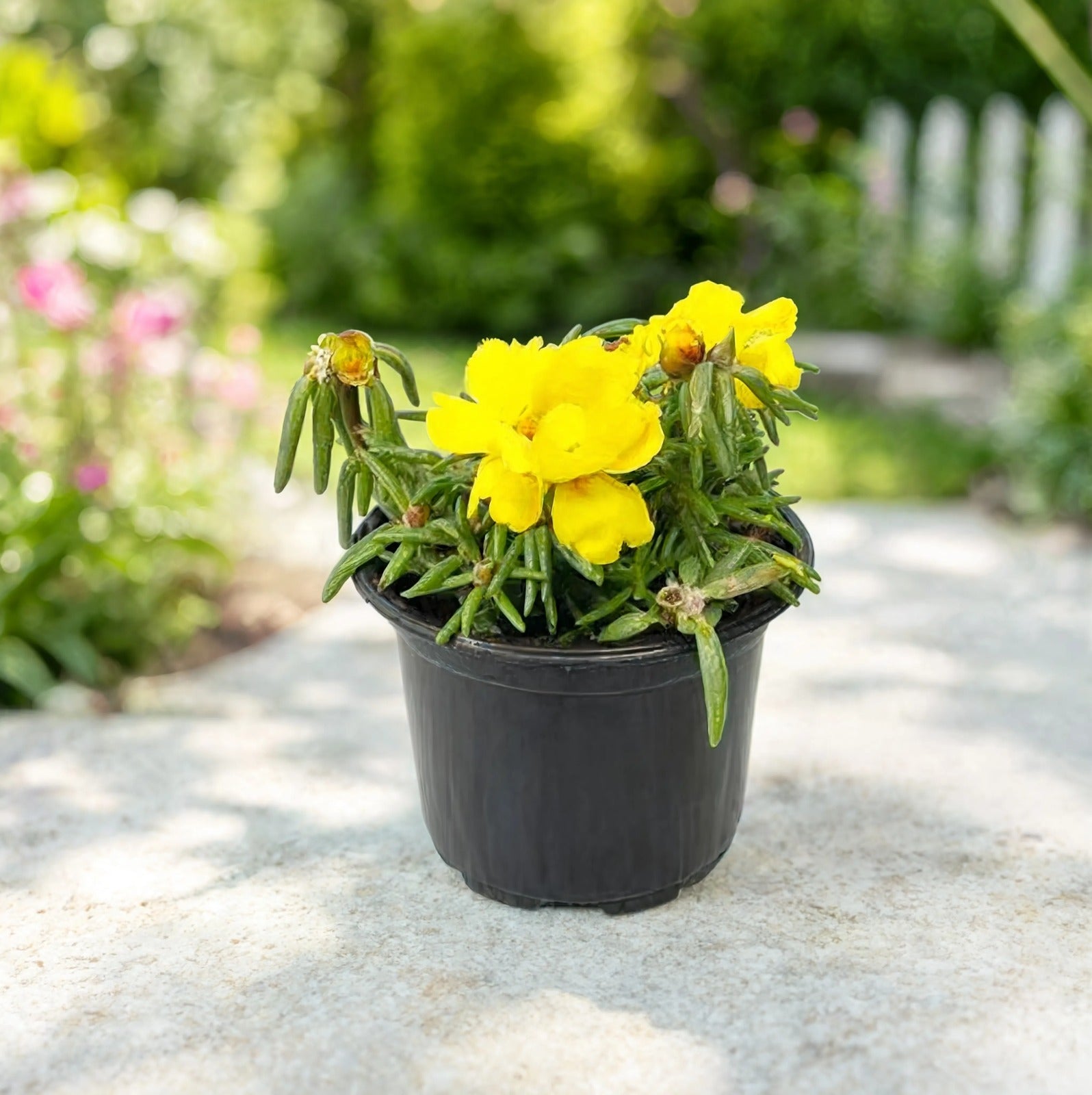 Yellow Portulaca (Moss Rose) | Portulaca grandiflora