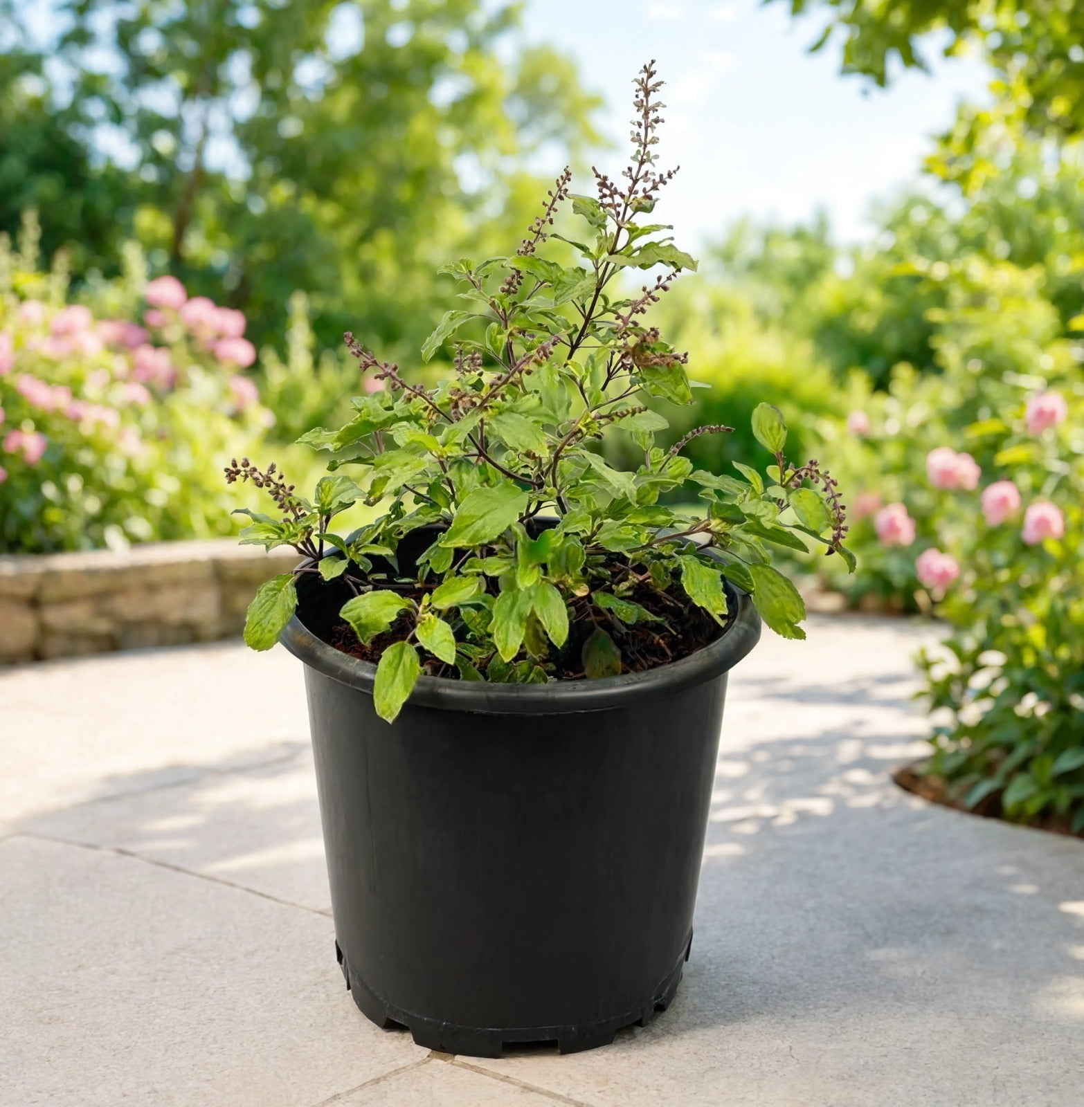 Holy Basil (Tulsi) Plant