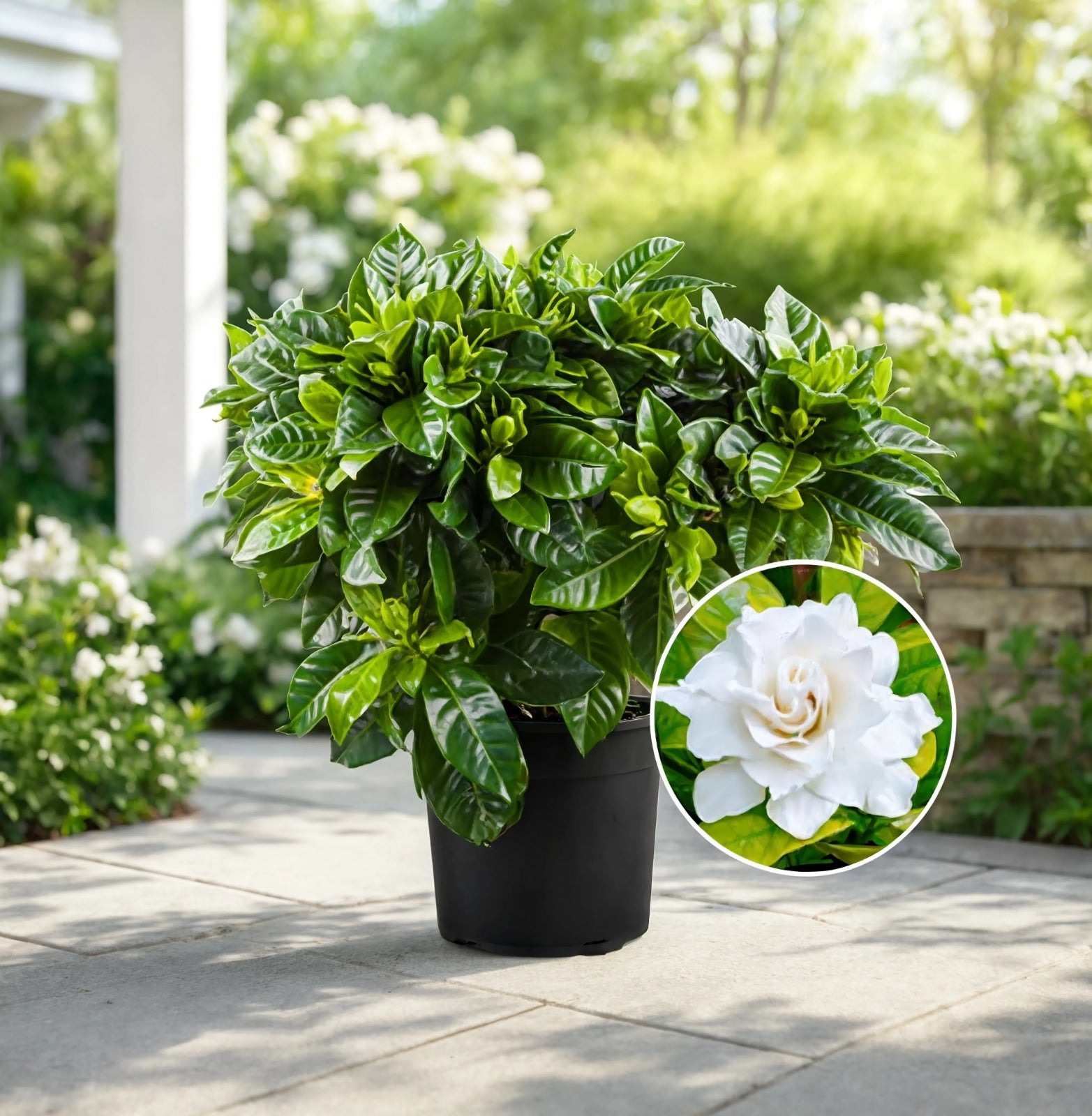 Gardenia Outdoor Plant (Gardenia jasminoides) with glossy green leaves and fragrant white blooms in a nursery pot, ideal for outdoor gardens and landscaping in Dubai.