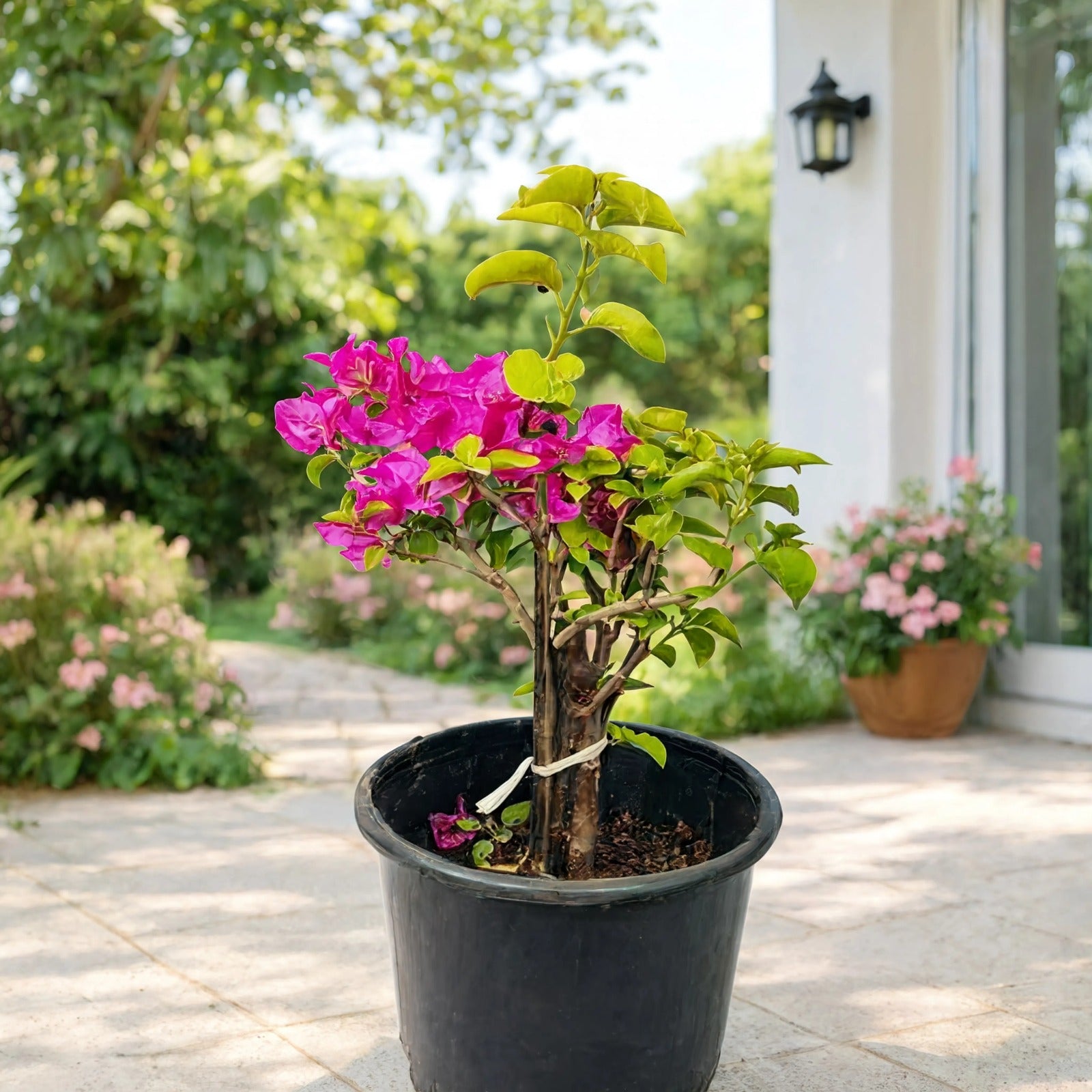 Bougainvillea Pink – Flowering Outdoor Climber & Shrub