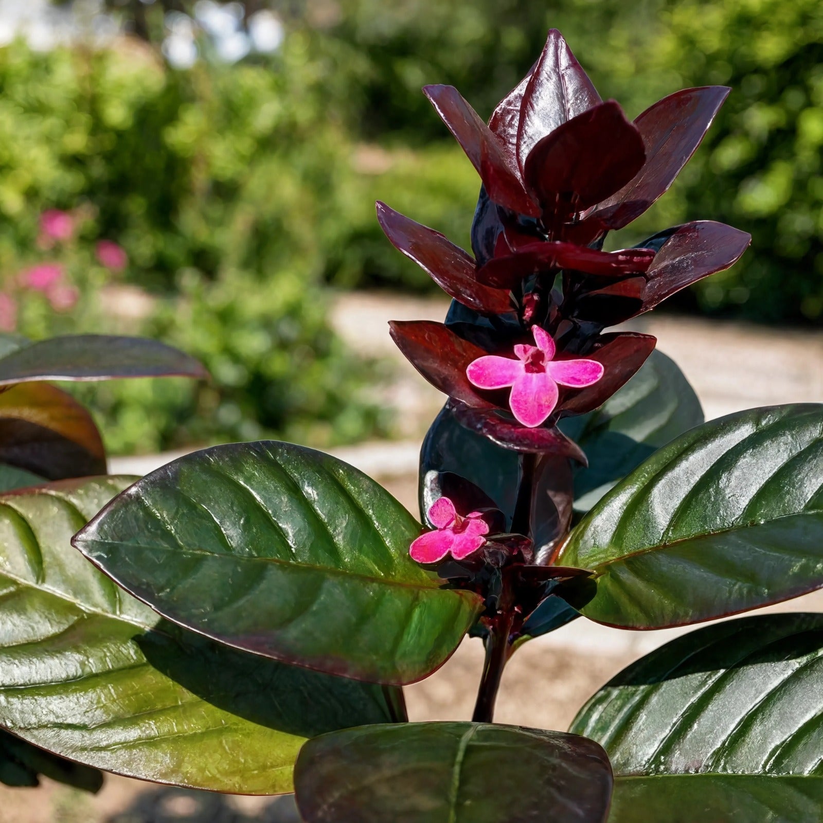Eranthemum Black plant with dark purple leaves and pink flowers – Nura Flowers Dubai