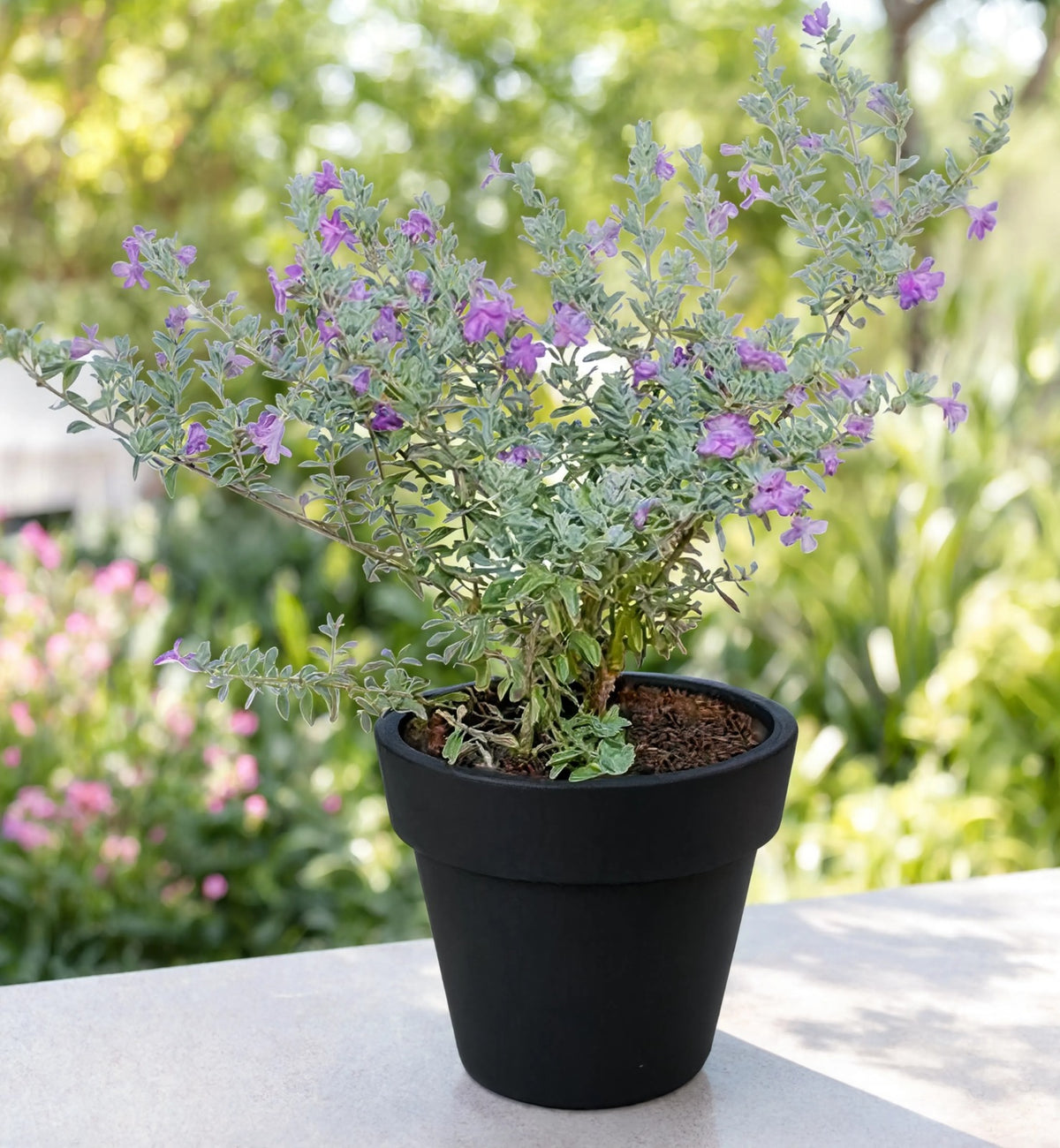 Texas Sage Leucophyllum plant with silver leaves and purple flowers in black pot – Nura Flowers Dubai