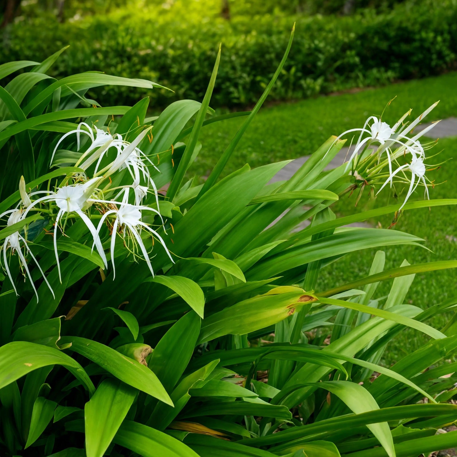 Spider Lily Hymenocallis plant with white spidery flowers and green strap leaves – Nura Flowers Dubai