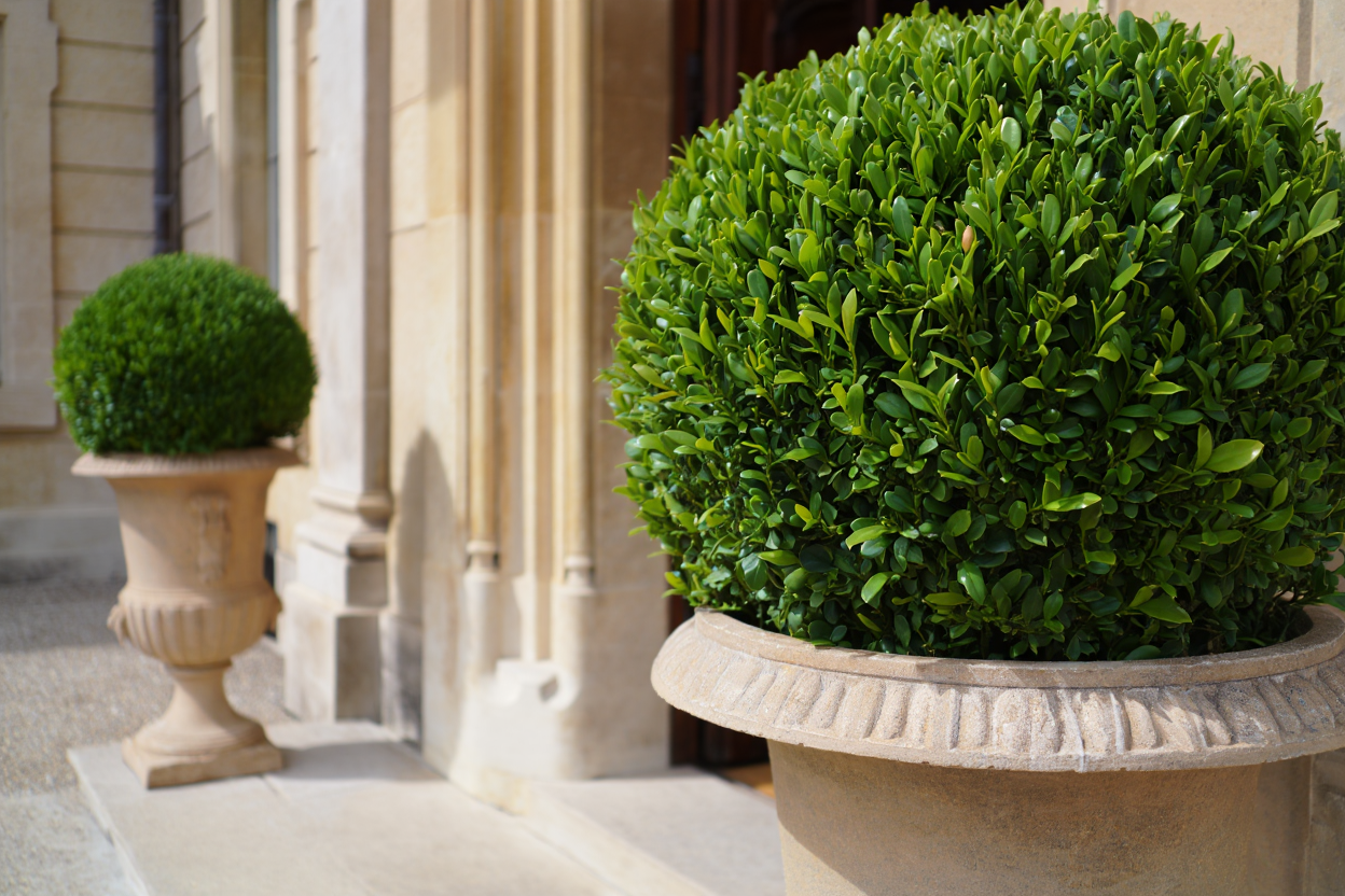 Premium outdoor plants for villas and gardens UAE