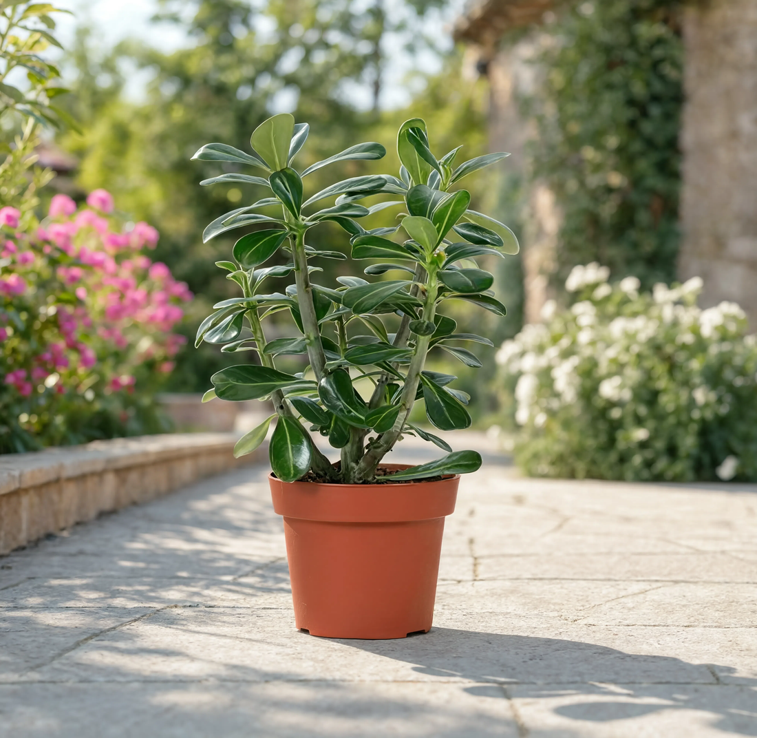 Desert Rose (Adenium obesum Pink)