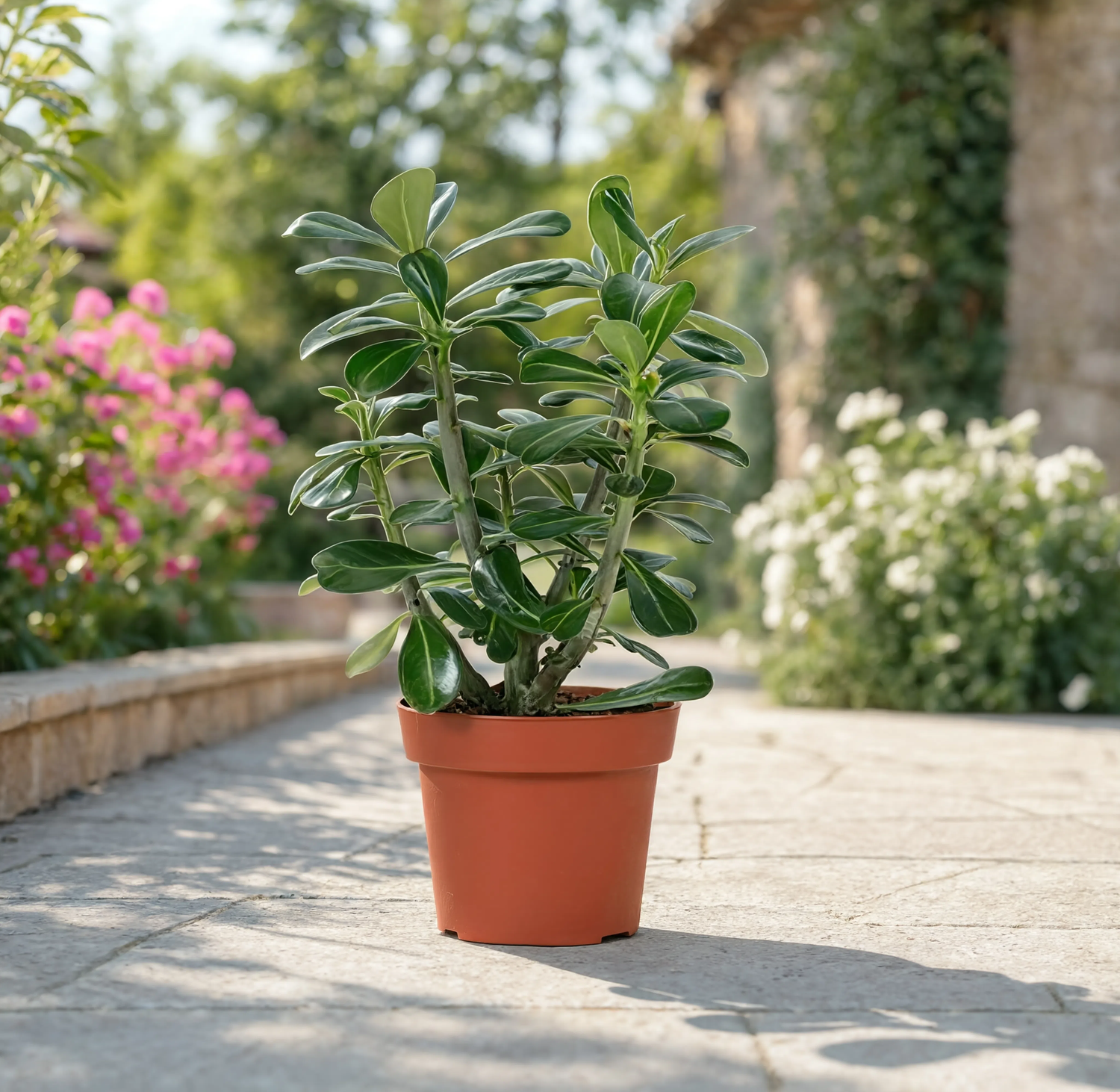 Desert Rose (Adenium obesum Pink)