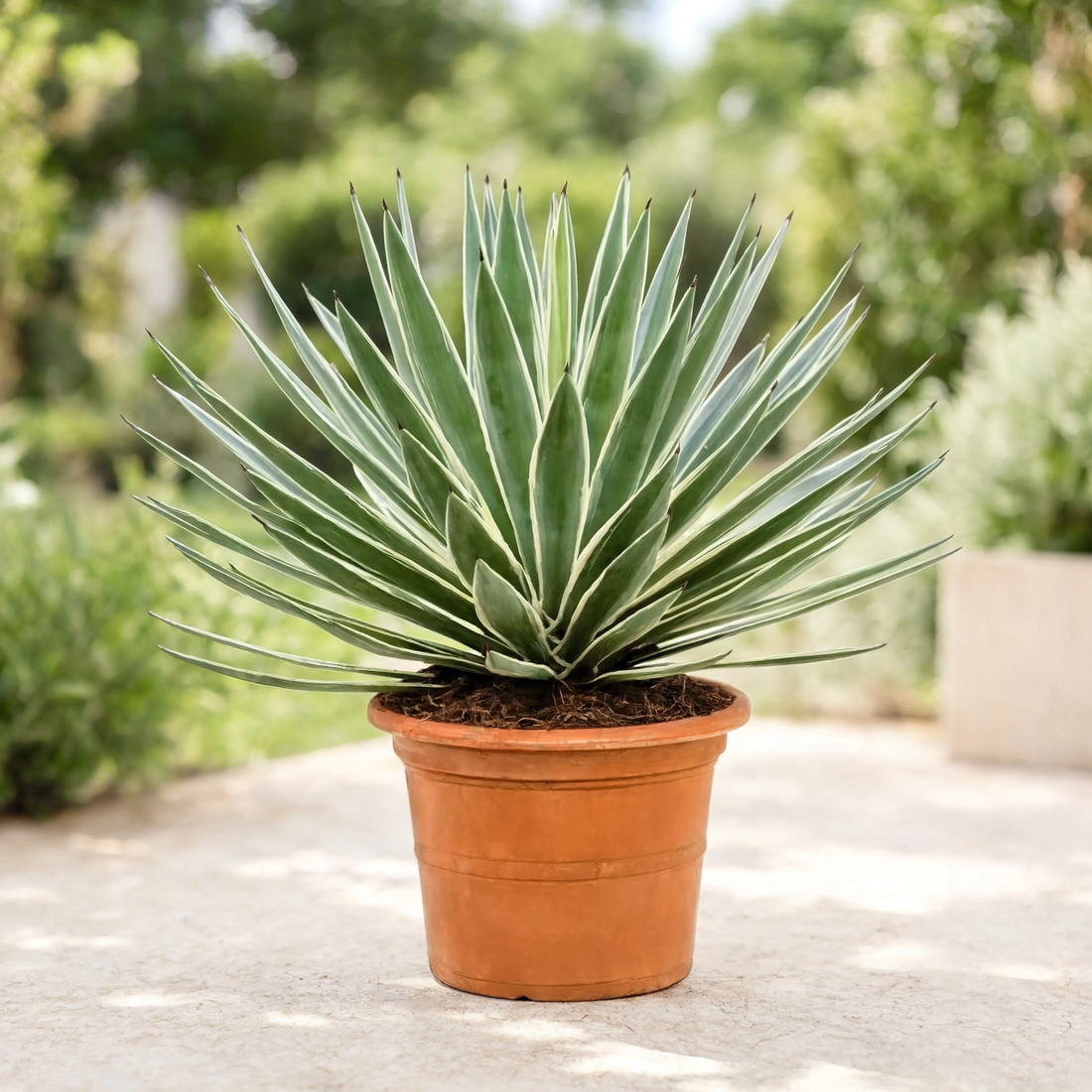 Agave Plant (Agave angustifolia Variegata)
