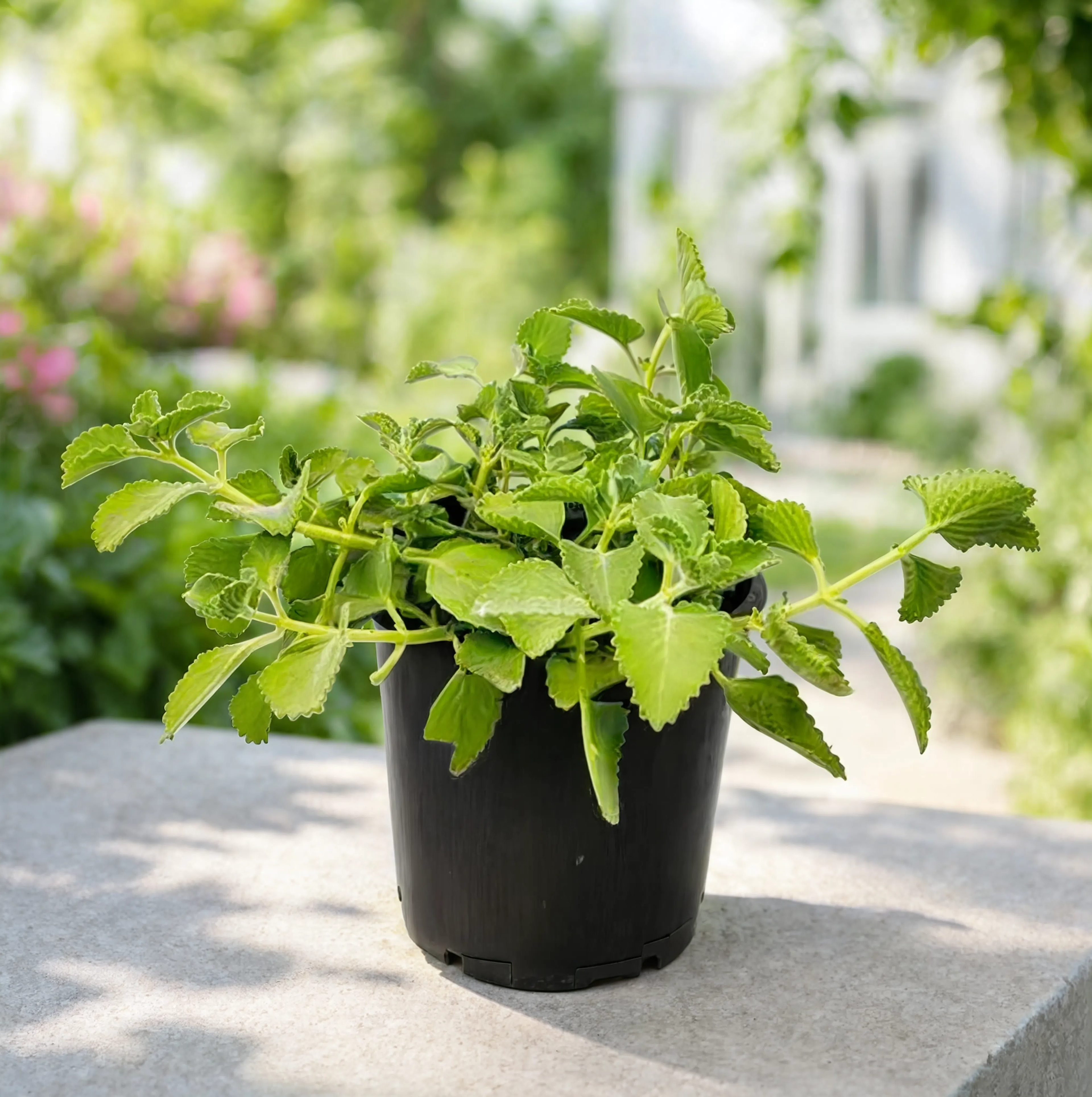 Ajwain Plant (Indian Borage) | Aromatic Herb Plant
