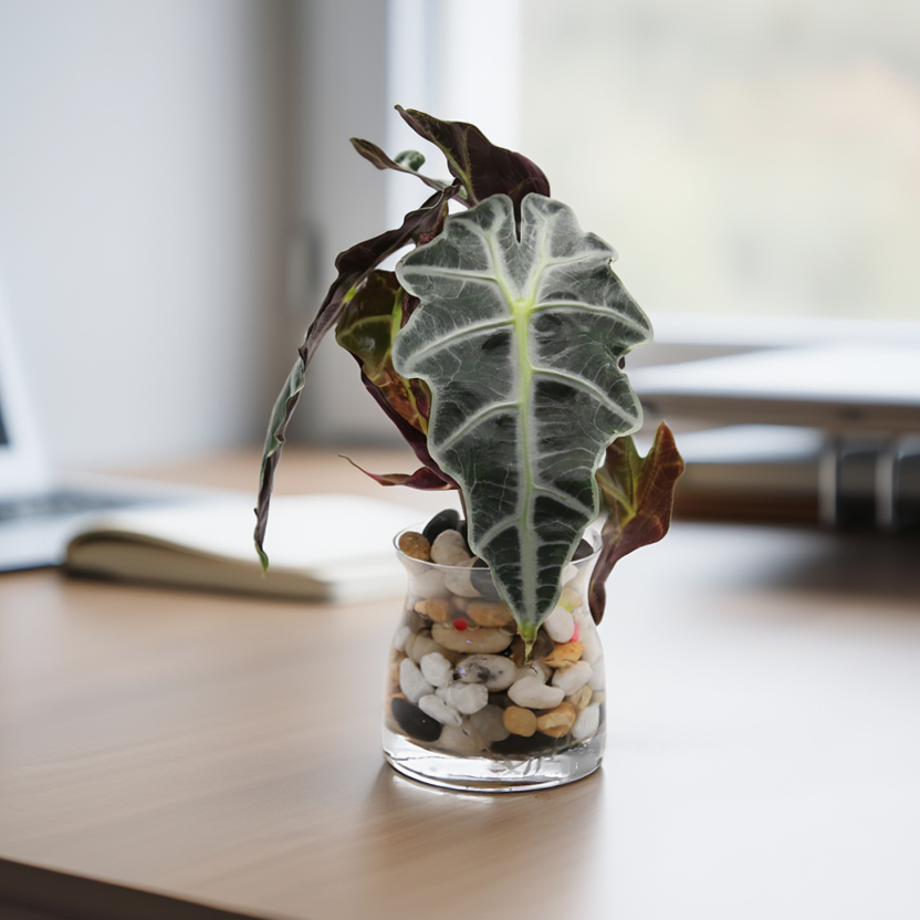 Hydroponic Alocasia Amazonica Indoor Plant in Glass Vase – Premium Office Desk Plant | Low Maintenance Indoor Plant
