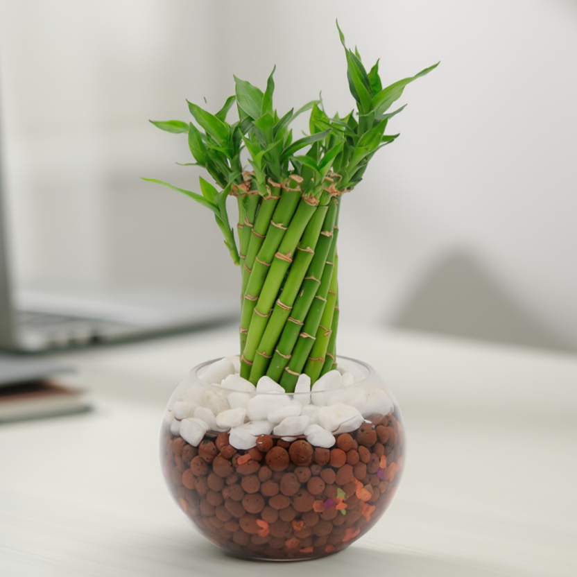 Lucky Bamboo Hydroponic Indoor Plant in Glass Bowl – Decorative Zen Desk Plant with Pebbles
