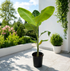 Healthy Banana Plant (Musa spp.) in nursery pot with large tropical green leaves for outdoor gardens in Dubai UAE