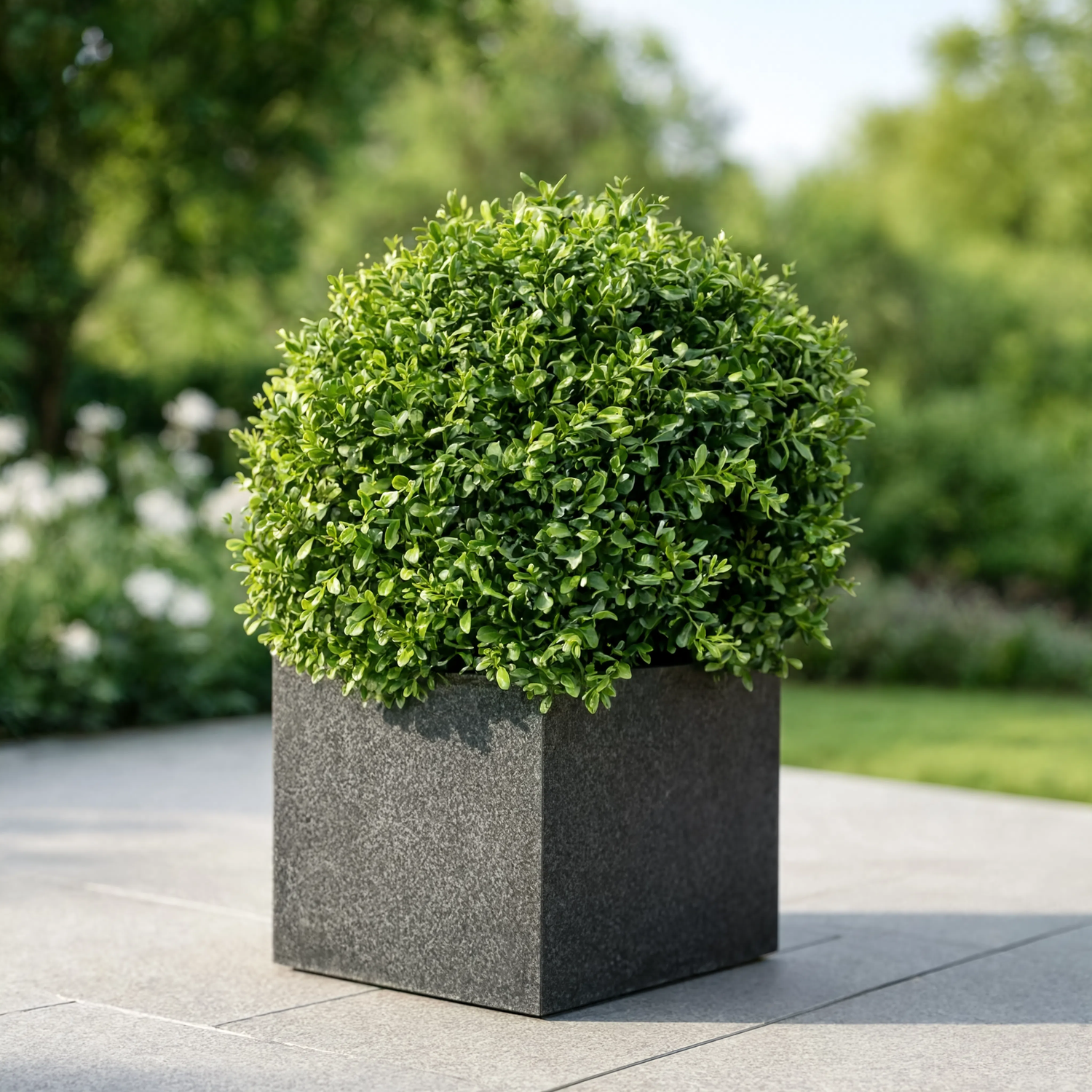 Ehretia Ball Plant (Ehretia microphylla) 50cm - 70 cm