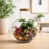 Handmade Fittonia glass bulb terrarium with pink and green nerve plants, decorative pebbles, and a cork lid for indoor home décor.