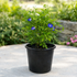 Butterfly Pea Plant (Clitoria ternatea) in nursery pot with vibrant blue flowers for outdoor gardens in Dubai UAE