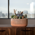 Mixed Cactus Arrangement in Decorative Clay Planter – Modern Desert Garden