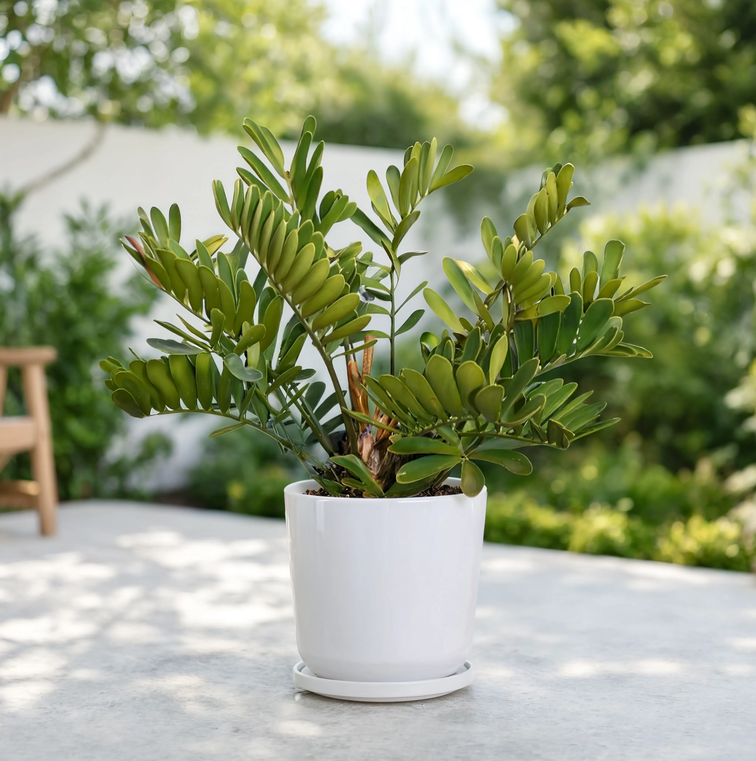 Zamia Outdoor Plant (Zamia furfuracea) in a white planter featuring lush tropical foliage for outdoor landscaping in Dubai, UAE
