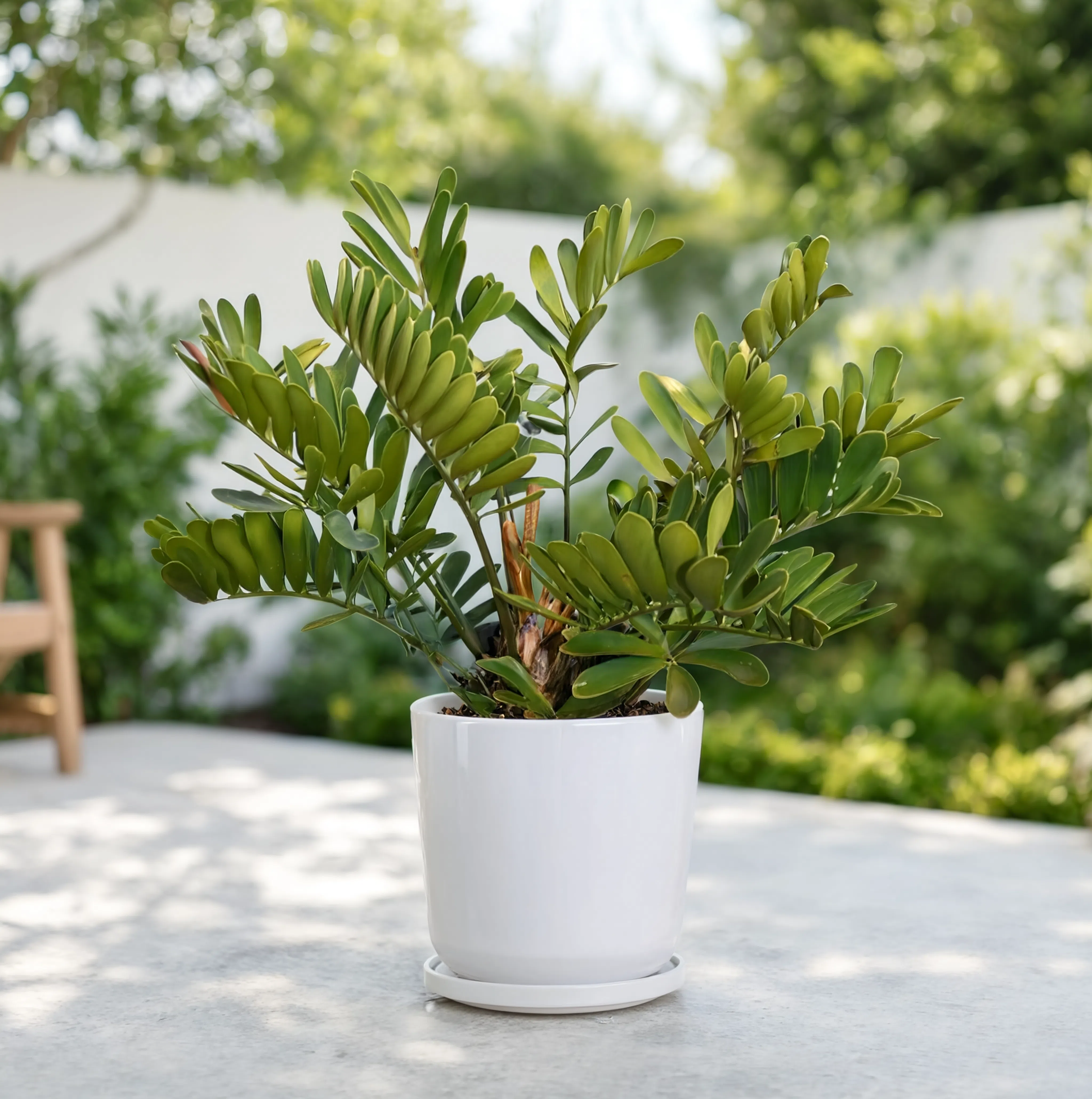 Zamia Outdoor Plant (Zamia furfuracea) in a white planter featuring lush tropical foliage for outdoor landscaping in Dubai, UAE