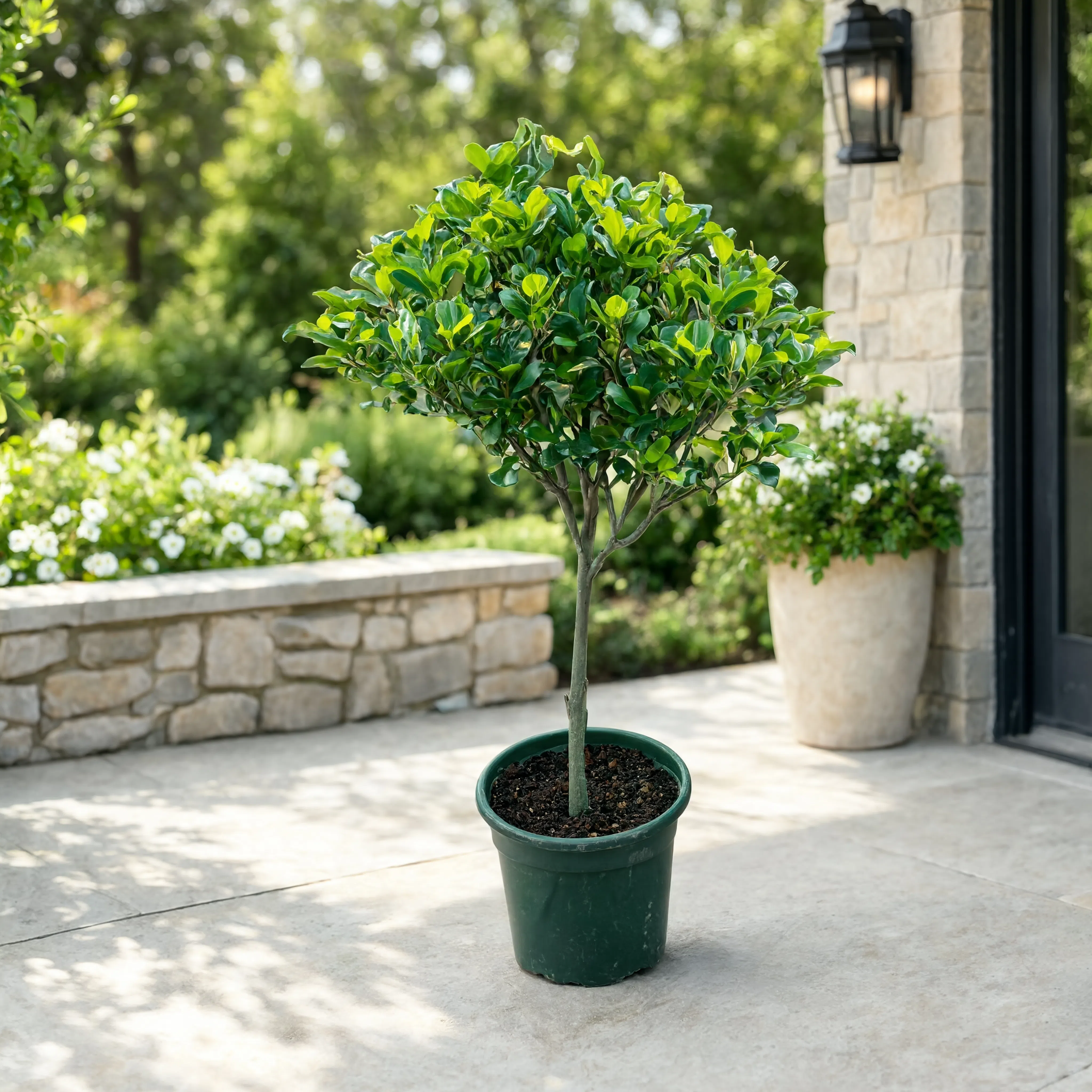 Ficus Panda Topiary