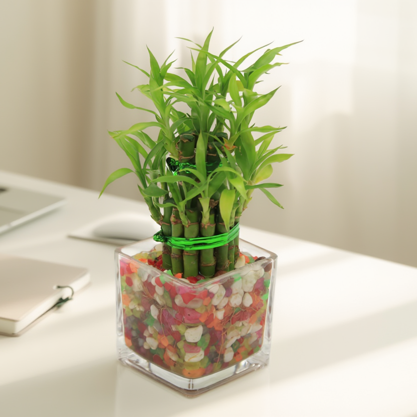 Lucky Bamboo Hydroponic Indoor Plant in Square Glass Vase – Feng Shui Good Luck Desk Plant with Decorative Pebbles