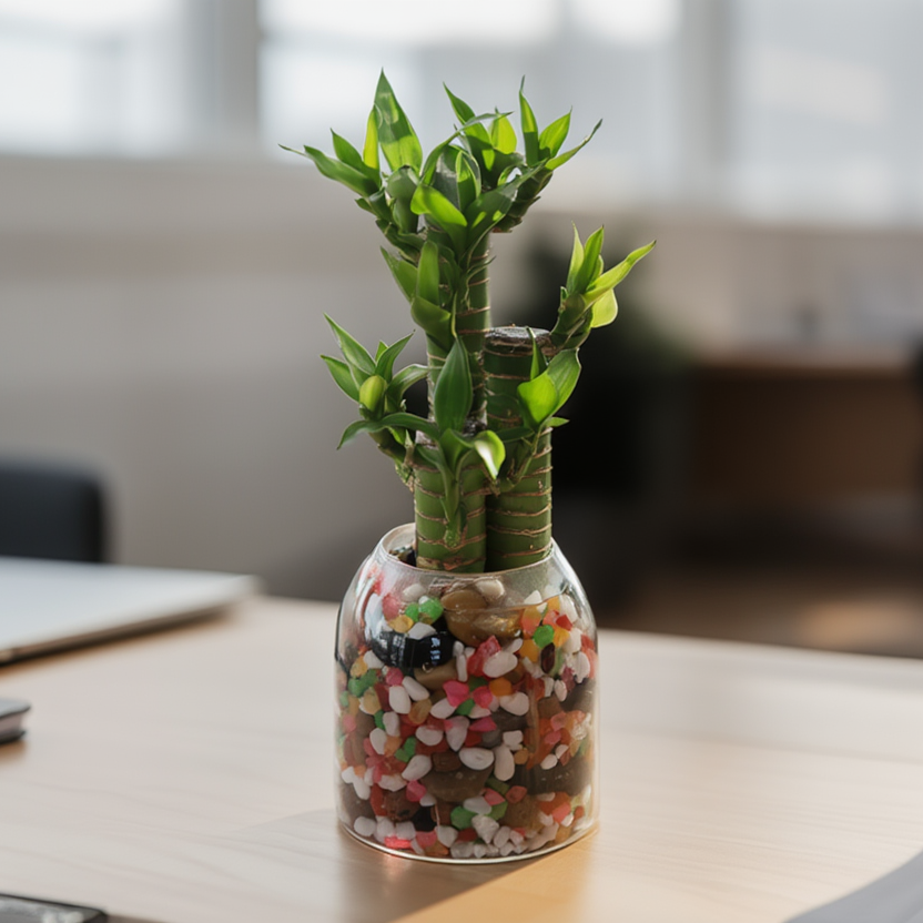 Lucky Bamboo Hydroponic Plant in Glass Vase with Decorative Pebbles – Feng Shui Good Luck Indoor Plant