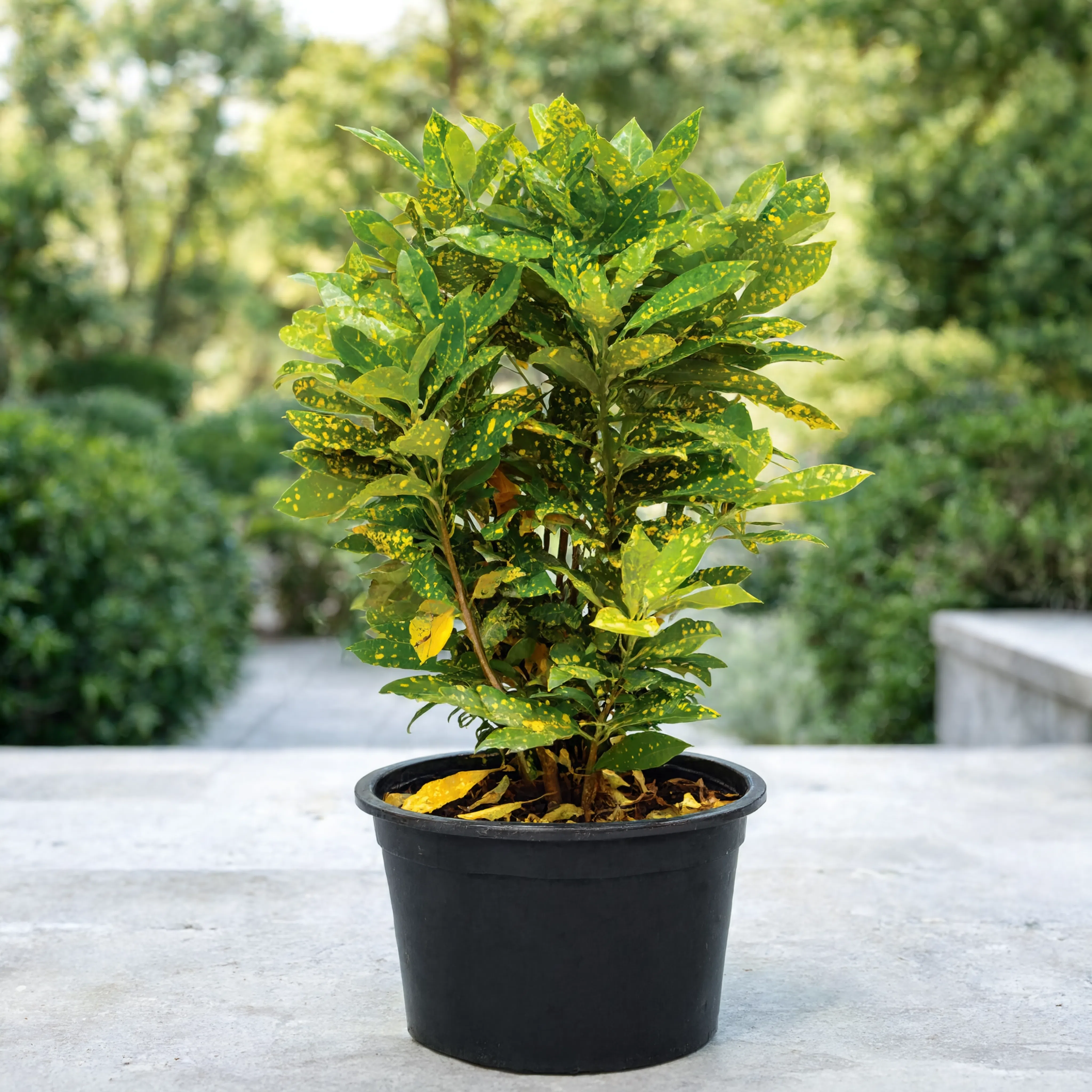 Gold Dust Croton (Codiaeum variegatum Gold Dust) in Nursery Pot for Outdoor Garden and Landscaping in Dubai UAE