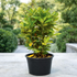 Gold Dust Croton (Codiaeum variegatum Gold Dust) in Nursery Pot for Outdoor Garden and Landscaping in Dubai UAE