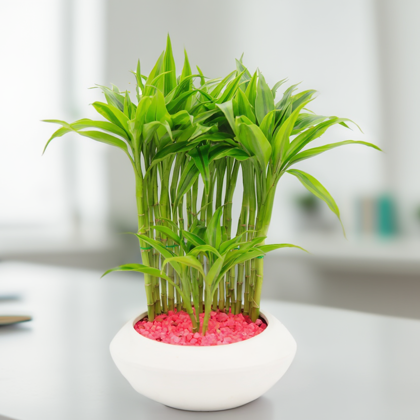Lucky Bamboo Indoor Plant Arrangement in Ceramic Pot – Decorative Feng Shui Desk Plant | Good Luck Office