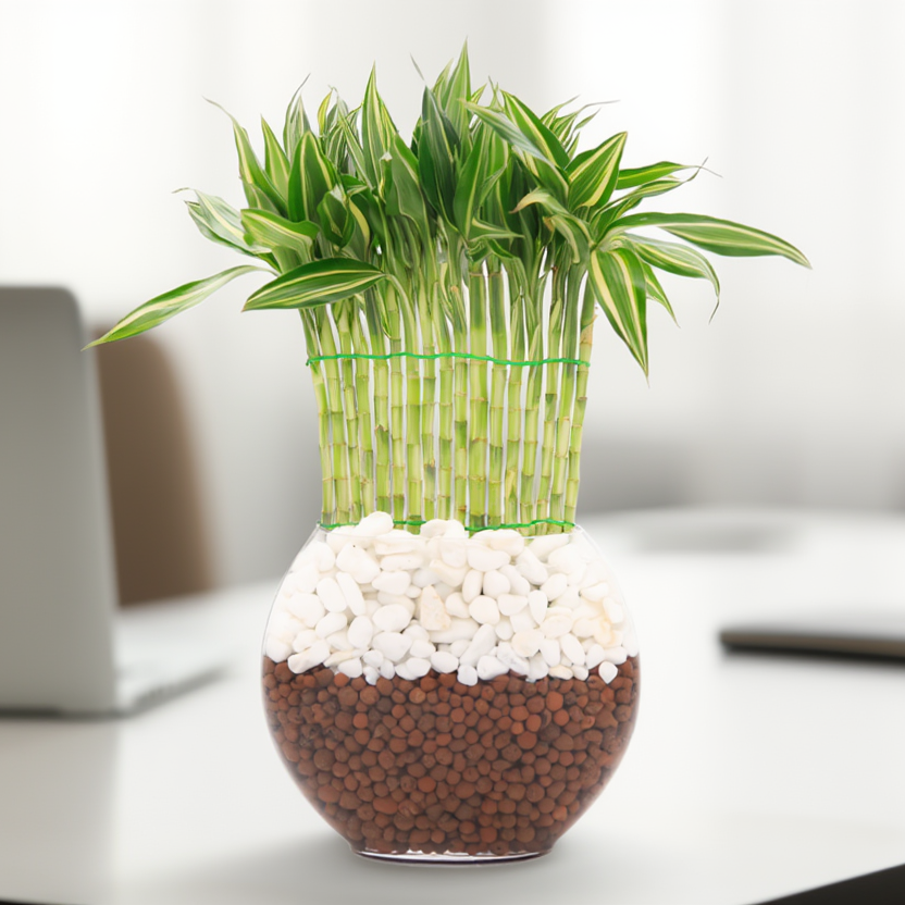 Variegated Lucky Bamboo Hydroponic Plant in Glass Vase – Decorative Feng Shui Indoor Desk Plant with Pebbles