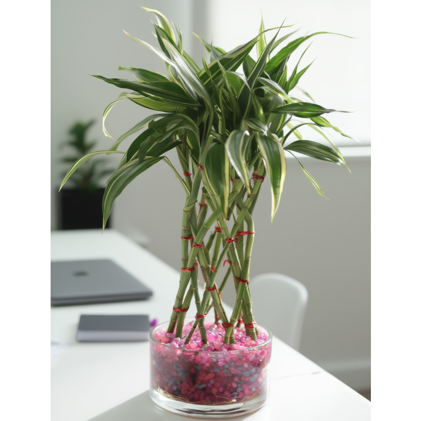 Braided Lucky Bamboo Hydroponic Indoor Plant in Glass Vase – Feng Shui Decorative Desk Plant with Pink Pebbles | Good Luck Plant