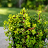 Outdoor Jade Plant (Portulacaria afra) succulent with bright green leaves and reddish stems in a nursery pot for landscaping in Dubai, UAE
