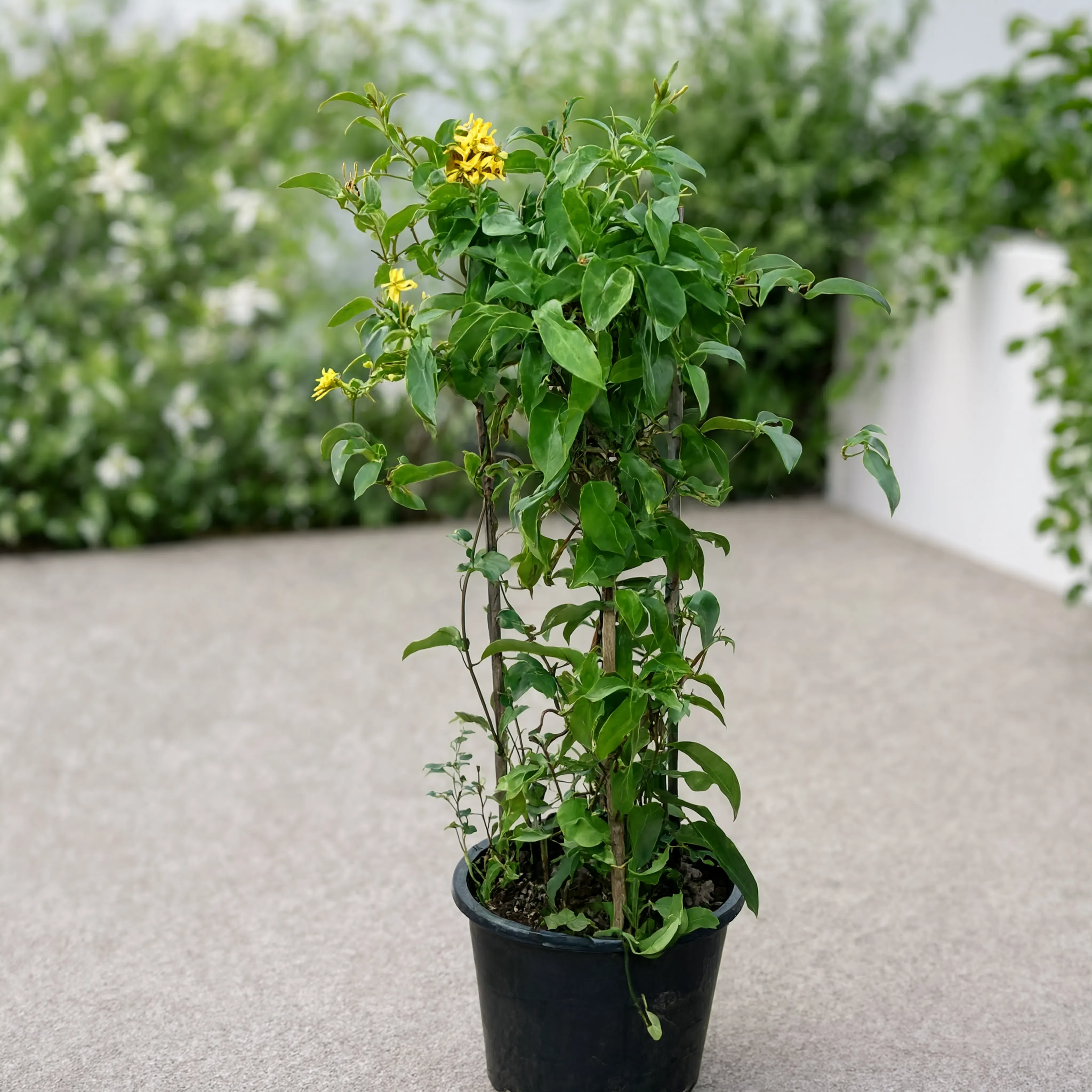 Morning Glory (Ipomoea cairica) outdoor climbing plant in nursery pot for gardens and landscaping in Dubai UAE
