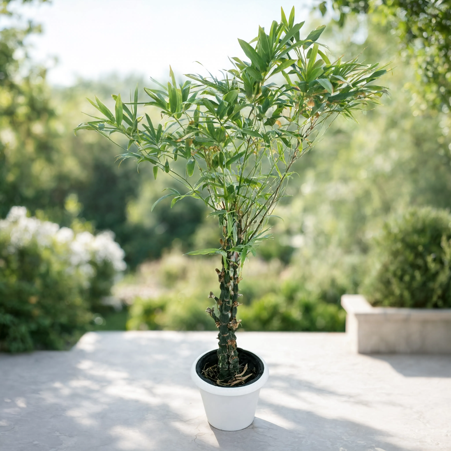 Buddha Bamboo Plant (Bambusa ventricosa)