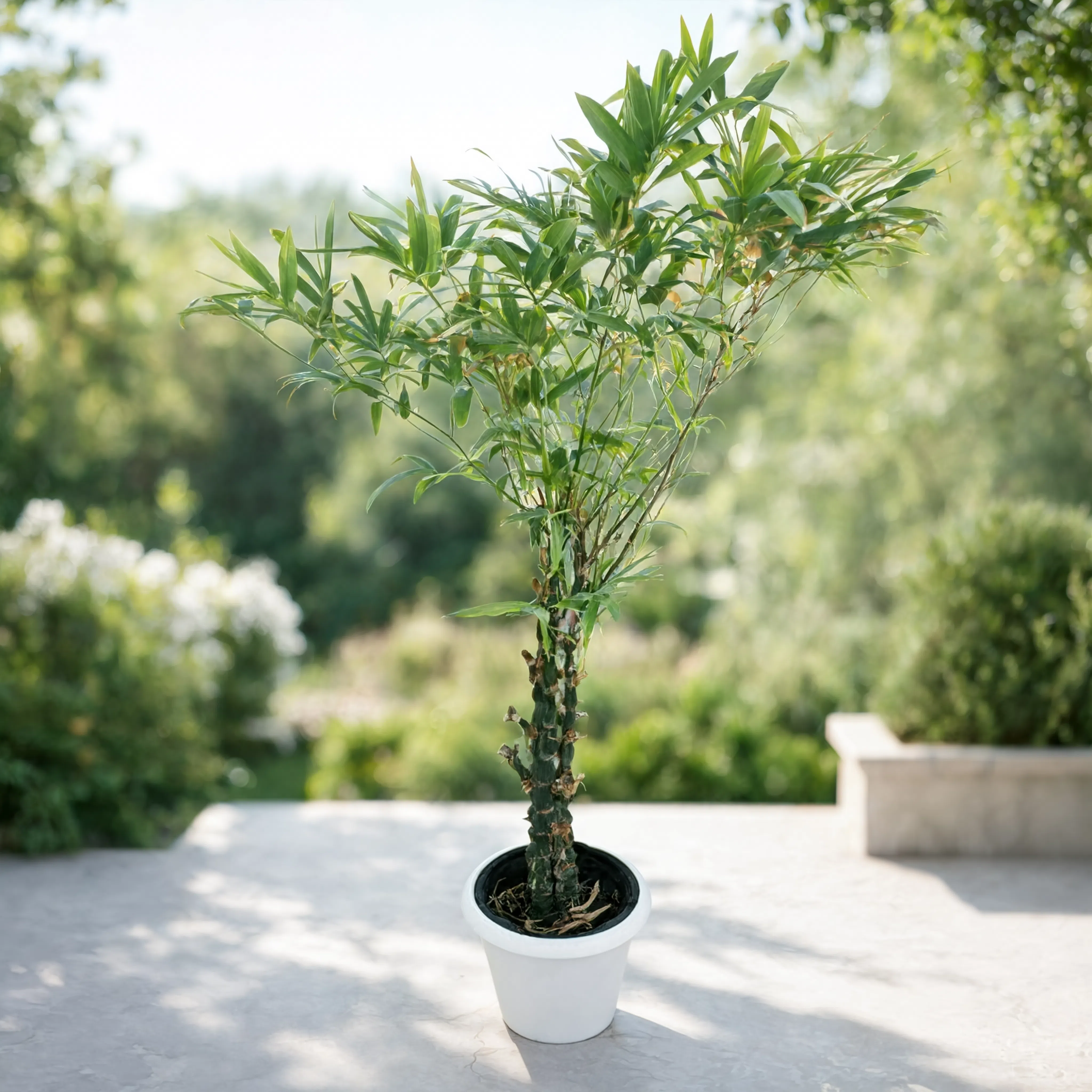 Buddha Bamboo Plant (Bambusa ventricosa)